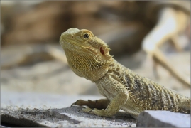 <p>AGAMA AUSTRALSKÁ (Pogona vitticeps) motýlí dům Jonsdorf, Německo</p>